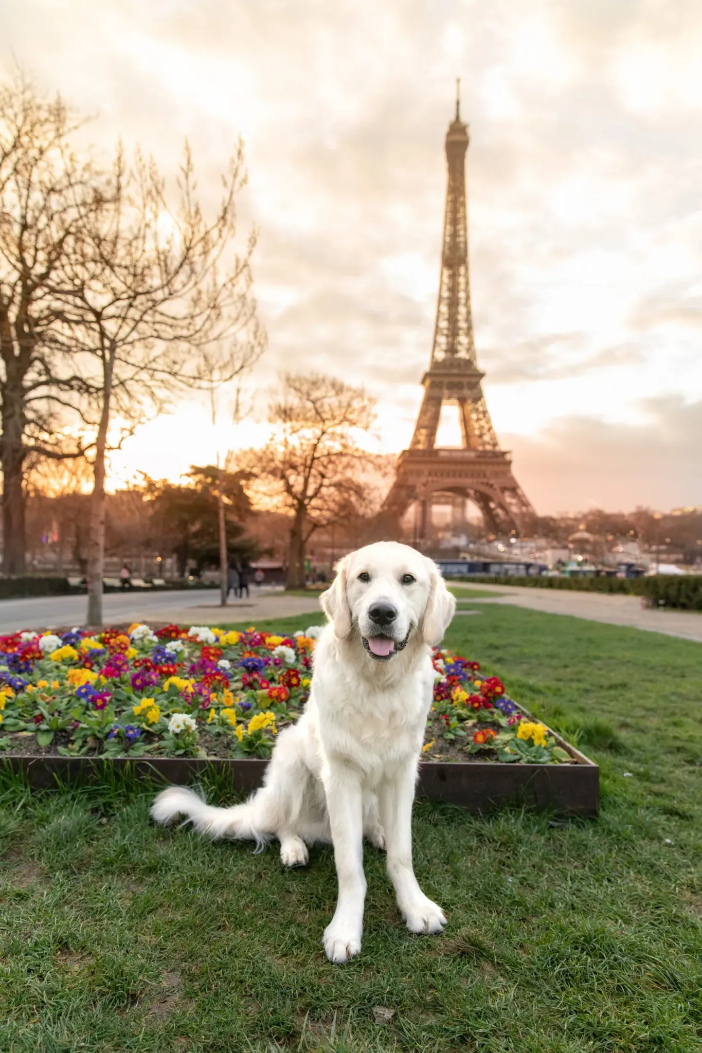 Dog Friendly Travel Ideas: Iconic Tourist Attractions