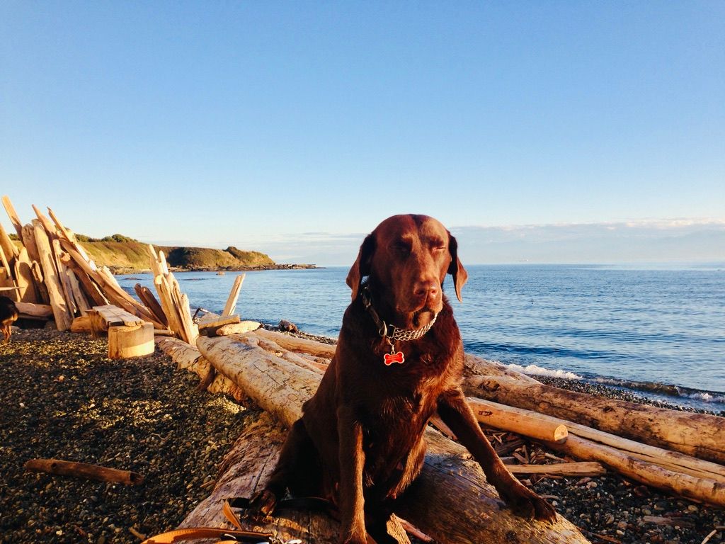 Dog Friendly City Guide: Victoria, BC, Canada