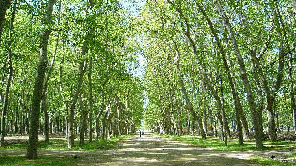 Dog Friendly City Guide: Girona, Spain