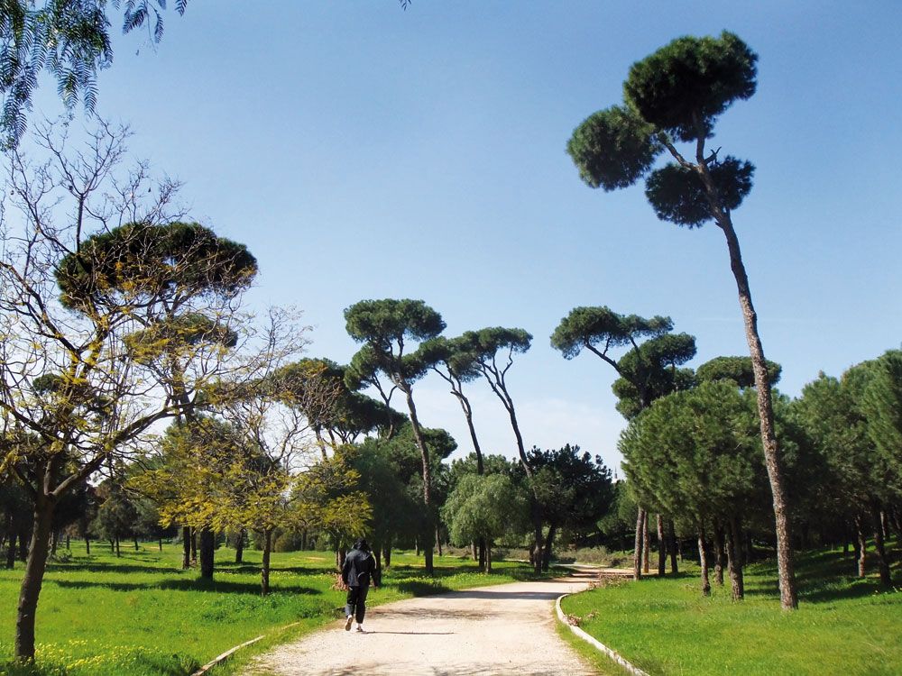 Dog Friendly City Guide: Beirut, Lebanon