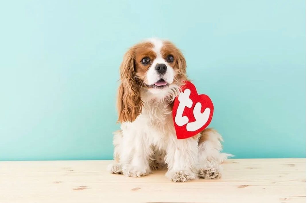 a small spaniel wearing a homeade Beanie Baby tag 