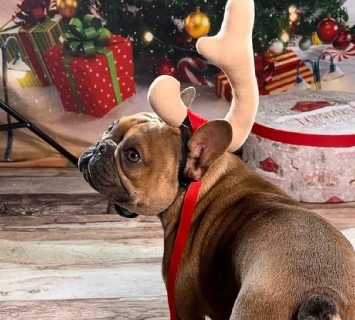 a french bulldog dressed as Max poses in a reindeer headpiece 