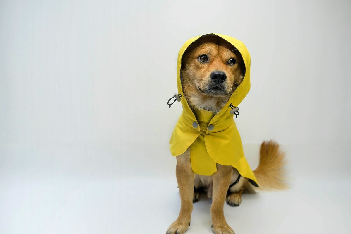 a dog poses in a yellow raincoat with the hood pulled up 