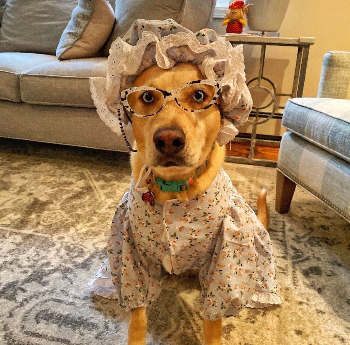 dog dressed as 'granny' disguised wolf from Little Red Riding Hood