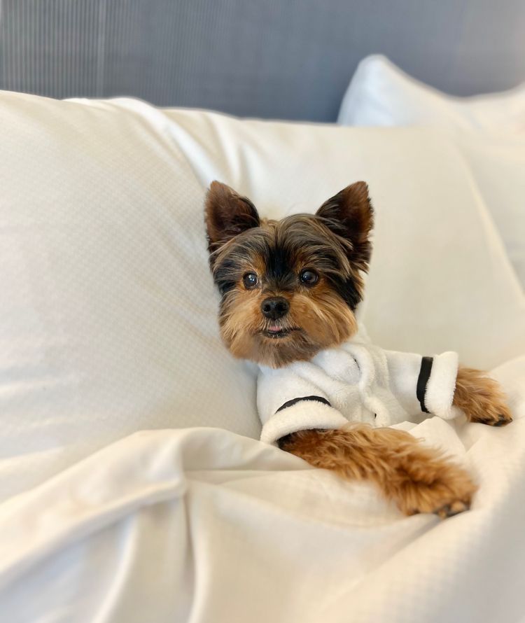 Dog Friendly Review: The InterContinental Miami Hotel