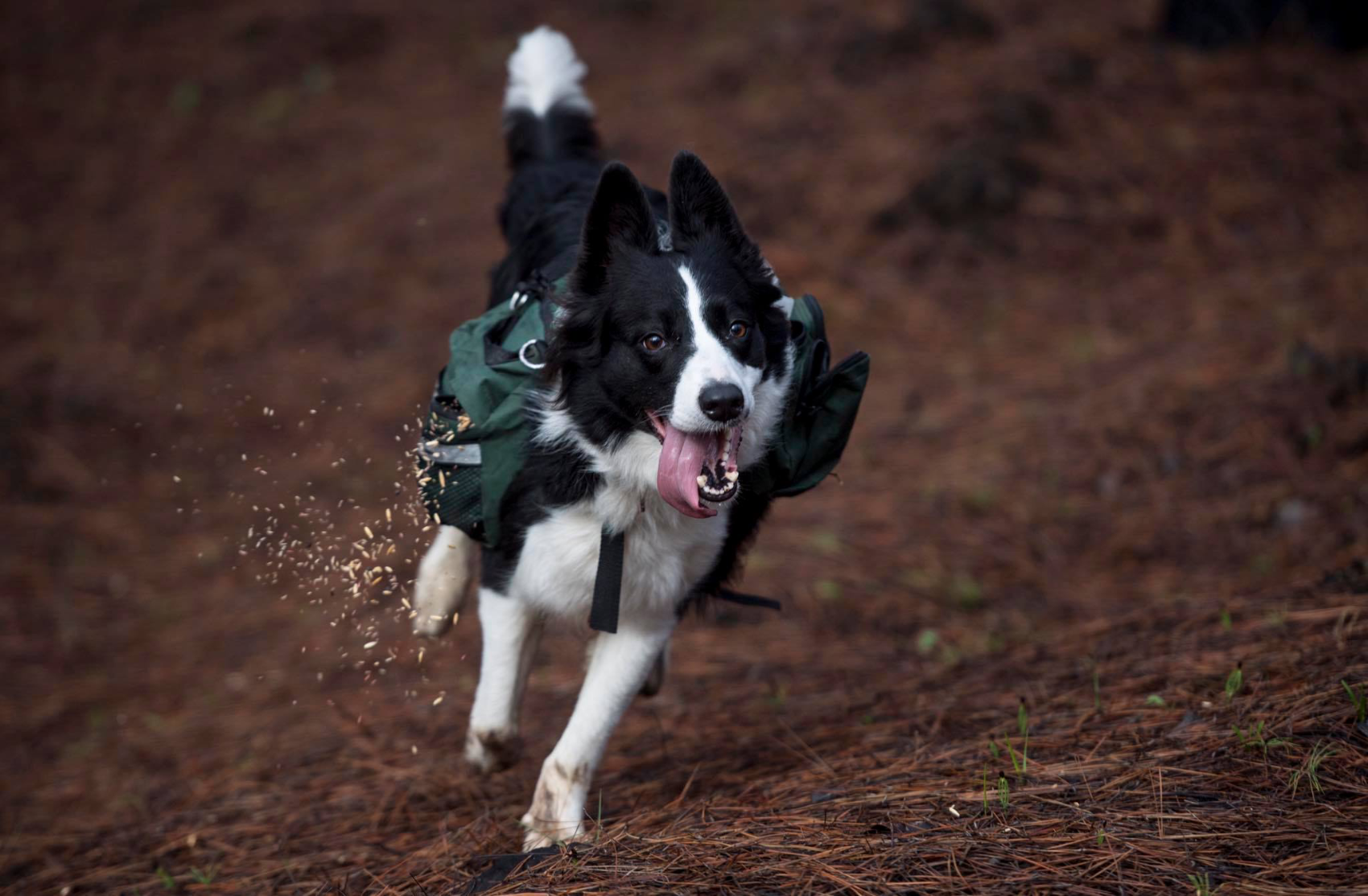 Strap A Backpack Full Of Seeds To Your Dog And Start Rewilding Your Ecosystem