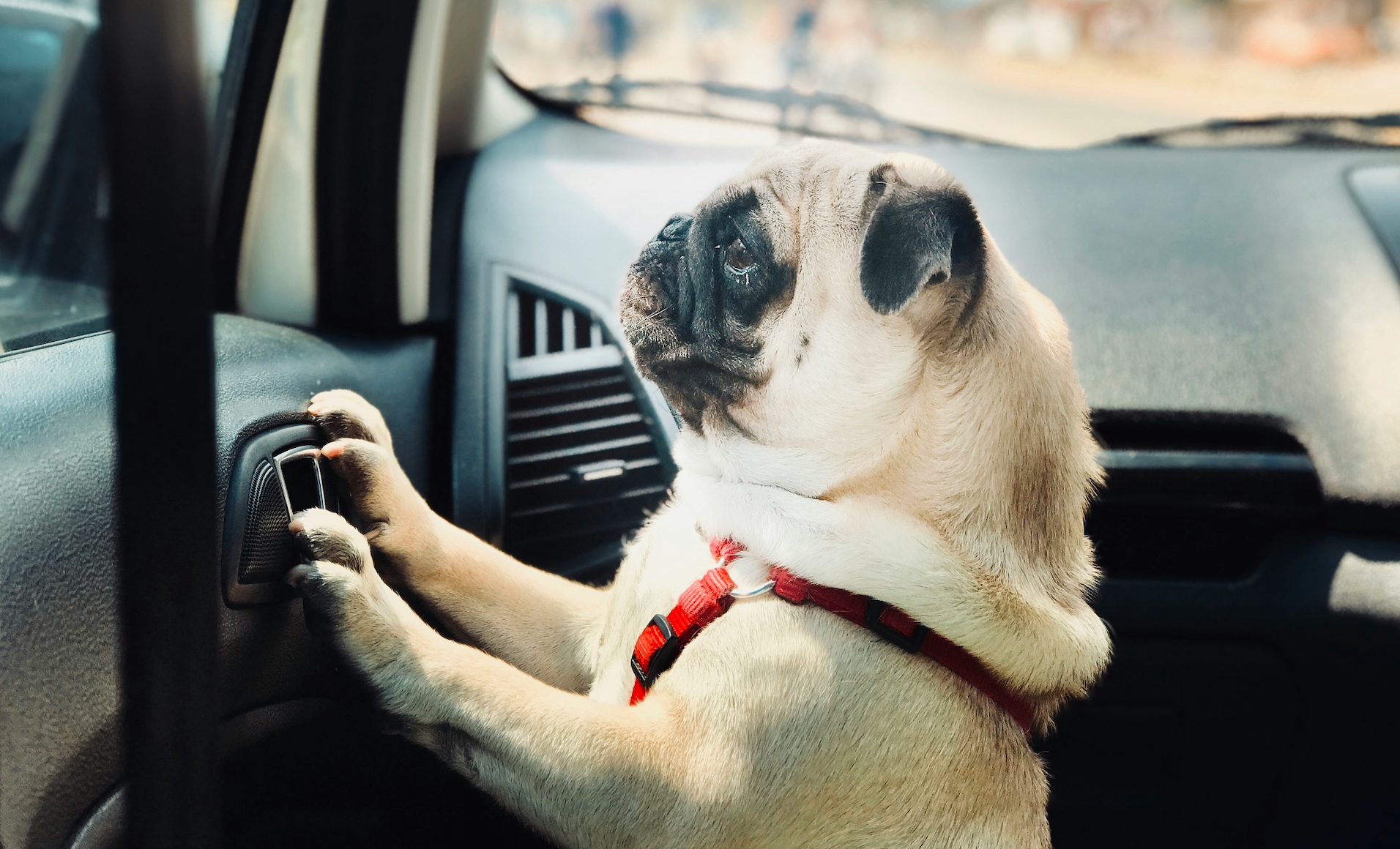 Carsickness in Dogs: How to Identify and Treat It