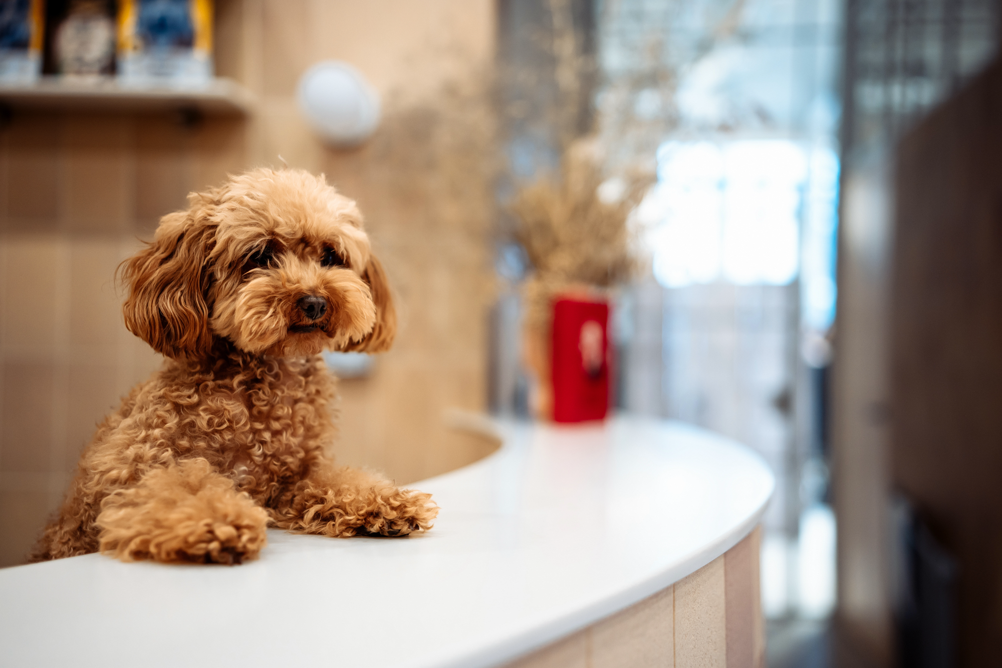 Beyond the Bowl: How Creative Canine Hospitality Drives Hotel Loyalty