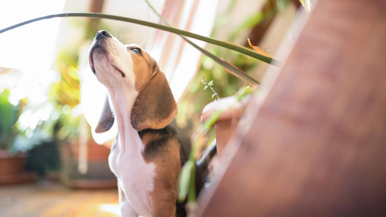 tricolor beagle on the floor sniffs at long overhanging plant leaf