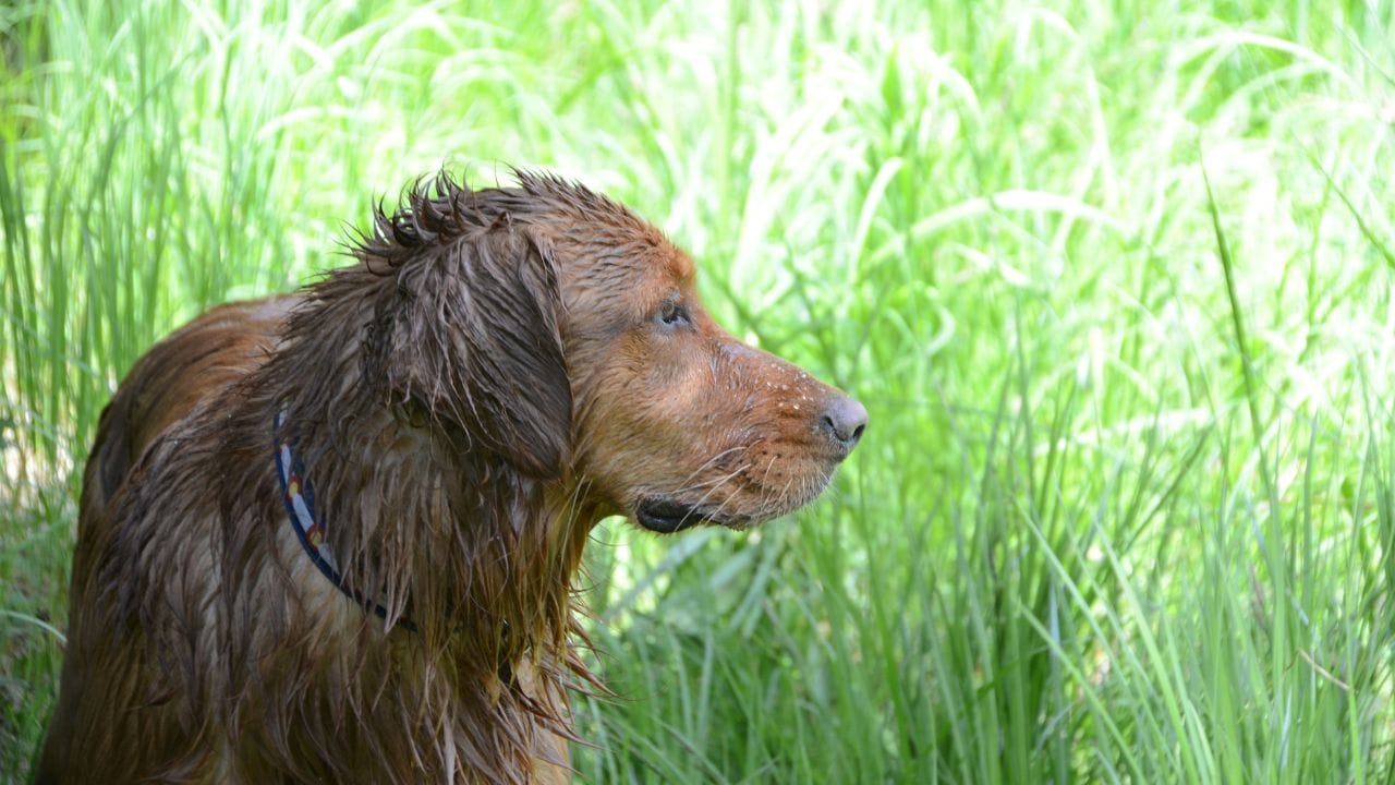 Mosquito Season Sucks, And So Does Heartworm