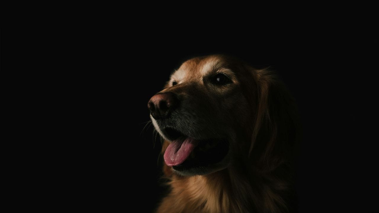 How Buttons Are Altering Our Communication With Dogs