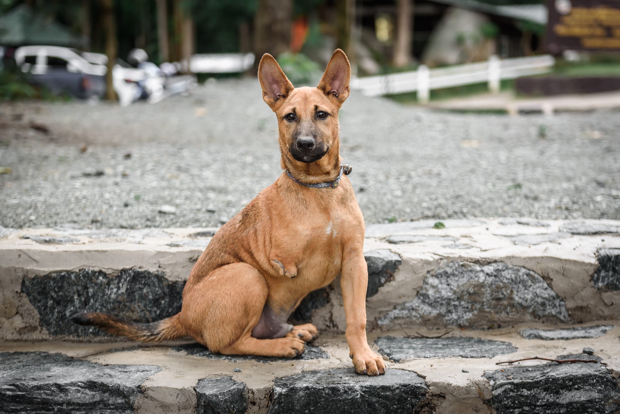 A Dog Named Fred: The Call to Adopt Differently-Abled Dogs