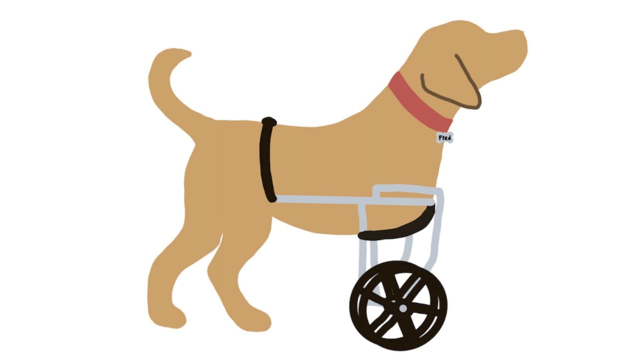A Dog Named Fred: The Call to Adopt Differently-Abled Dogs