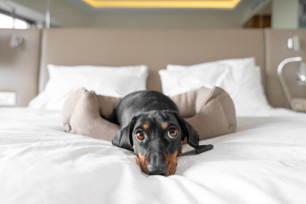 How to Spot Genuine Dog-Friendly Hotels & Avoid the Pet-Friendly Imposters