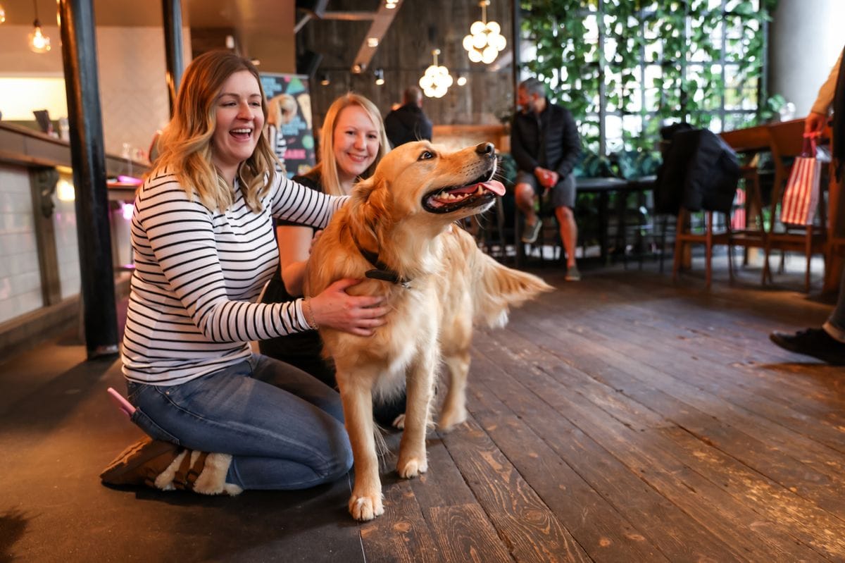 The Stay In Effect: Why Dog Friendly Hotels Capture More Revenue Per Guest