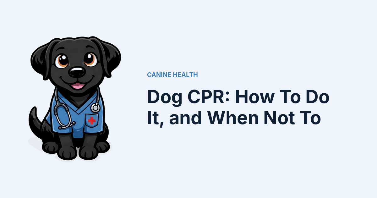 Dog CPR: How To Do It, and When Not To — Kali, Roch Dog's canine concierge, in veterinary scrubs