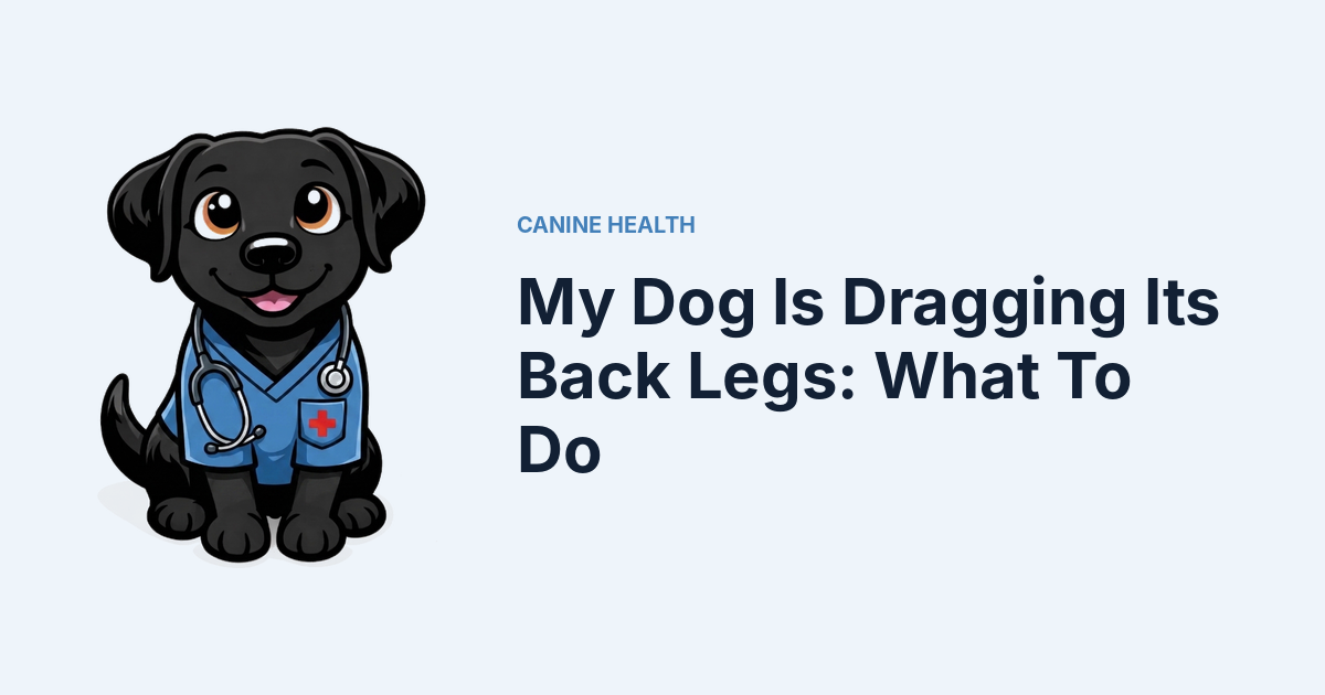 My Dog Is Dragging Its Back Legs: What To Do — Kali, Roch Dog's canine concierge, in veterinary scrubs