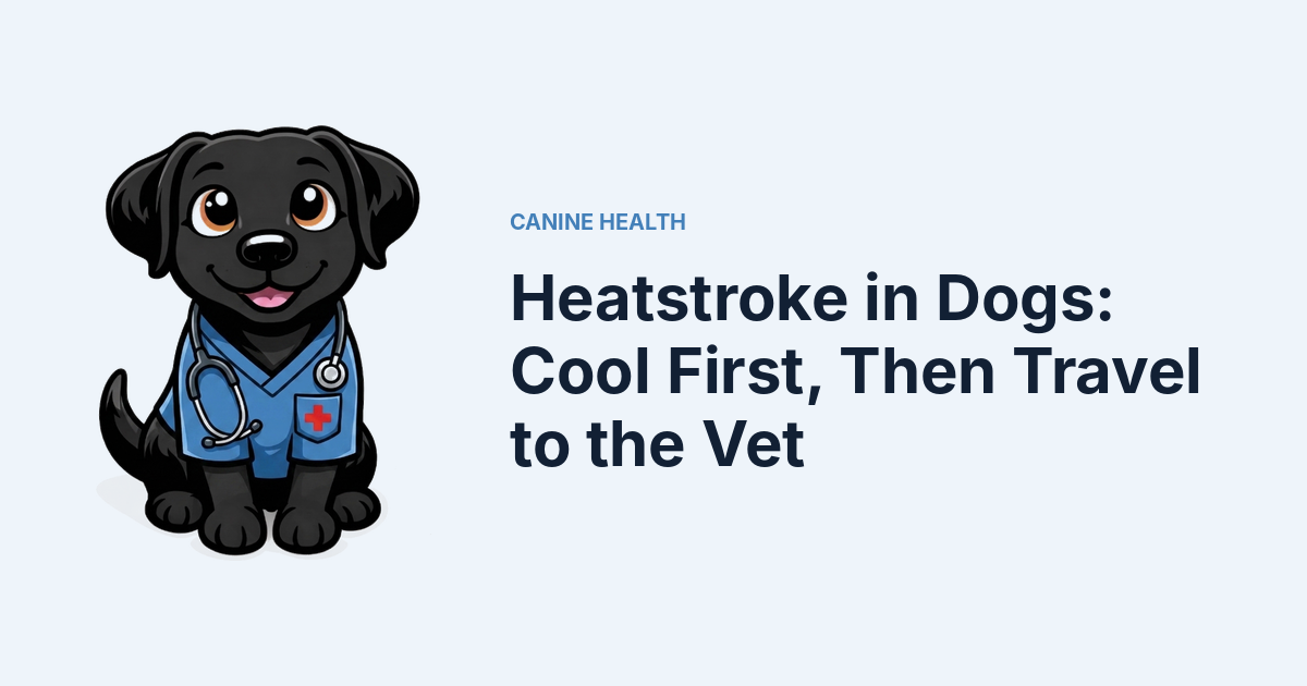 Heatstroke in Dogs: Cool First, Then Travel to the Vet — Kali, Roch Dog's canine concierge, in veterinary scrubs