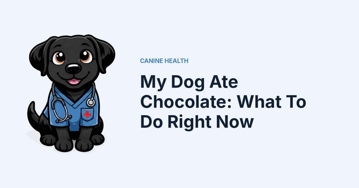 My Dog Ate Chocolate: What To Do Right Now — Kali, Roch Dog's canine concierge, in veterinary scrubs