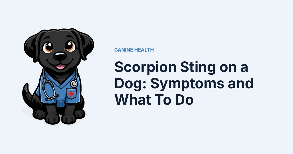 Scorpion Sting on a Dog: Symptoms and What To Do — Kali, Roch Dog's canine concierge, in veterinary scrubs
