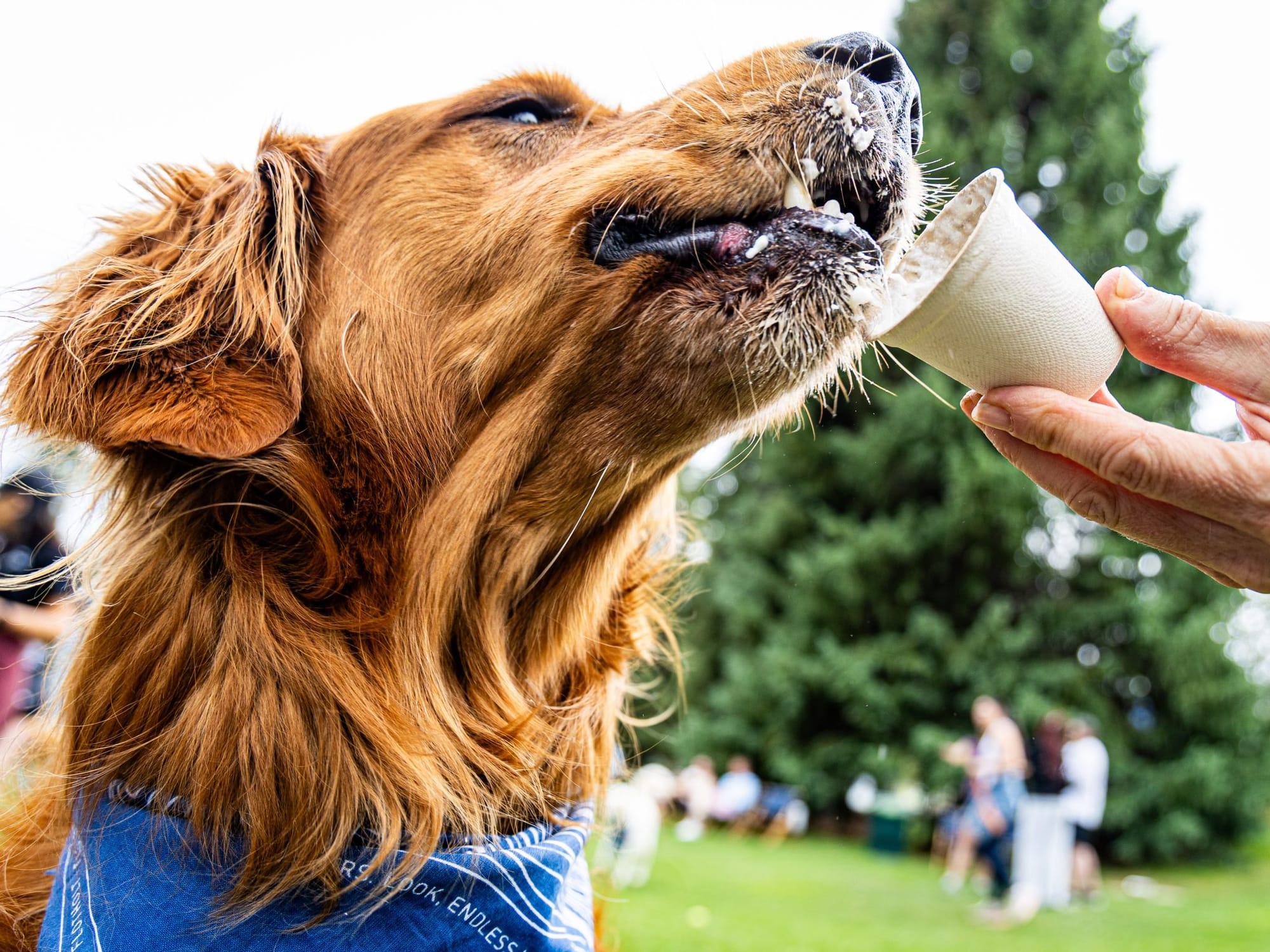 A golden retriever enjoying a pup cup at Aspen Meadows Resort