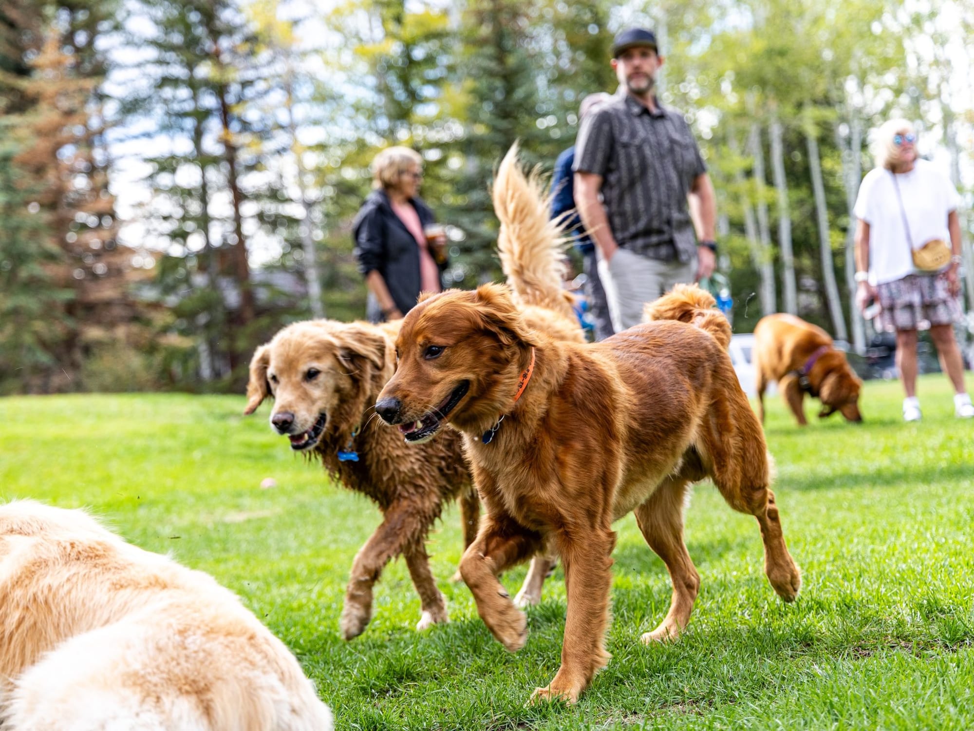 Golden retrievers playing on the lawn at Aspen Meadows Resort