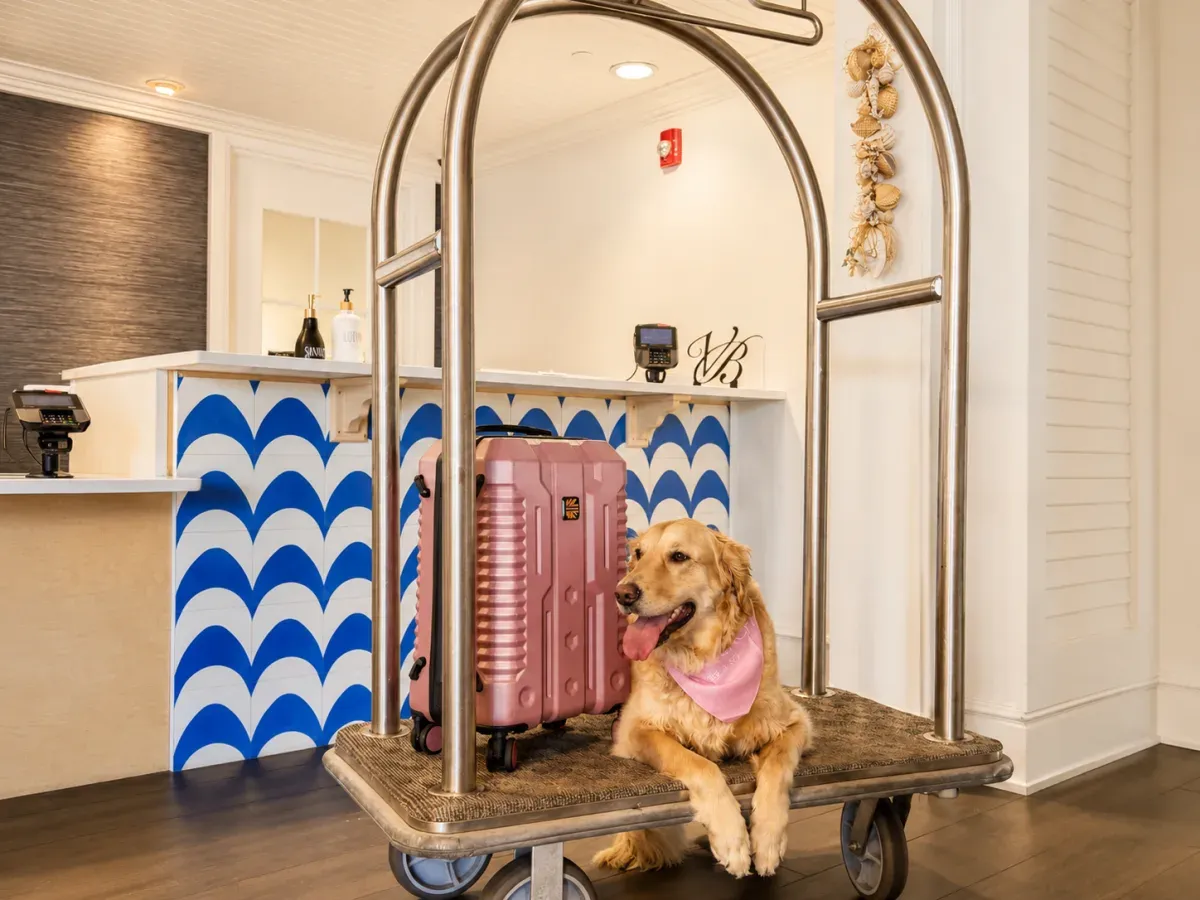 Hazel, the Pet Experience Director, on the luggage cart at Kimpton Vero Beach