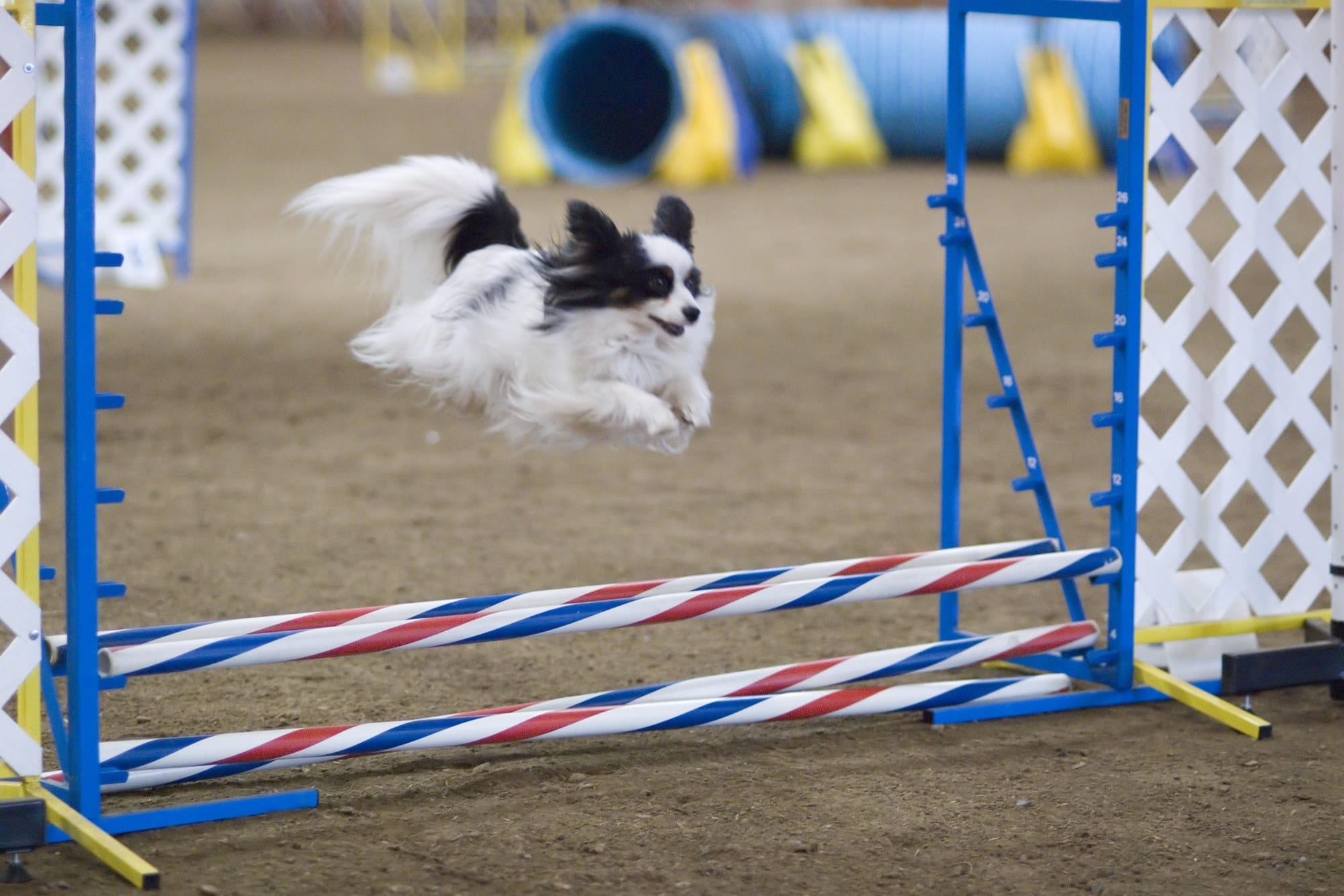 A black and white Papillon clearing a striped agility jump in an indoor arena