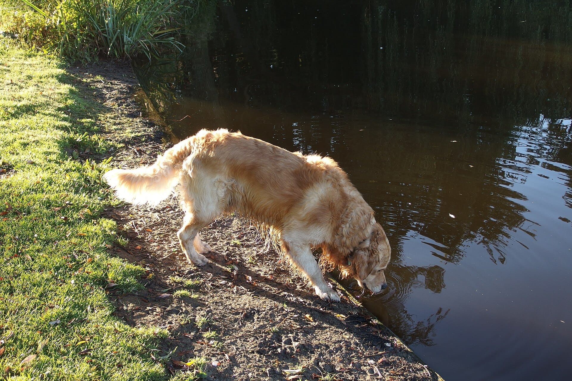 A golden retriever drinking from a pond in the Vondelpark