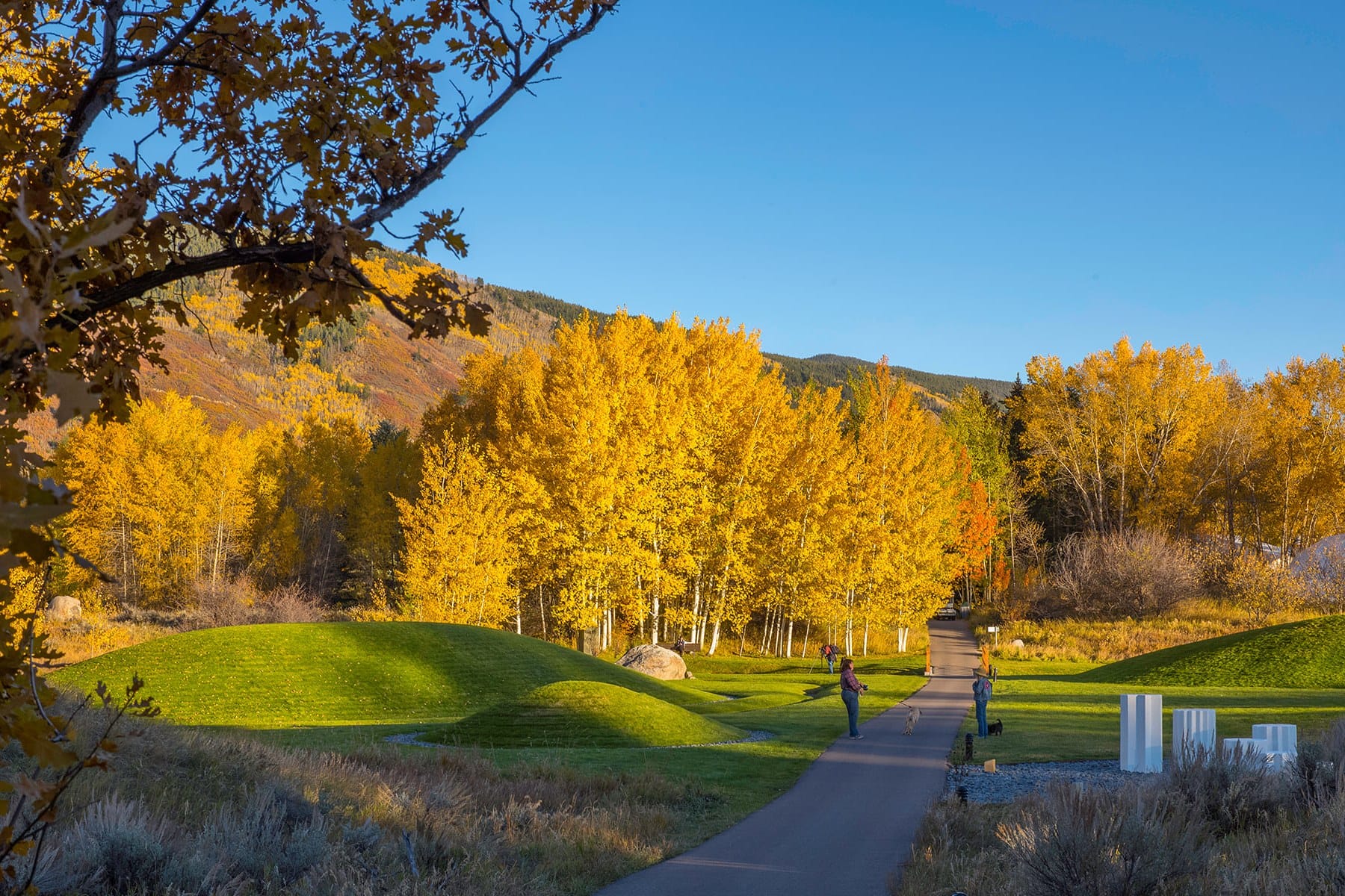 Golden aspens and grass mounds beside a path at Anderson Park on the Aspen Meadows campus in autumn