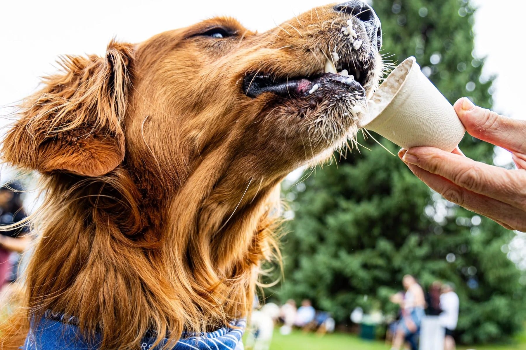 A golden retriever licks a pup cup held out to it at Yappy Hour