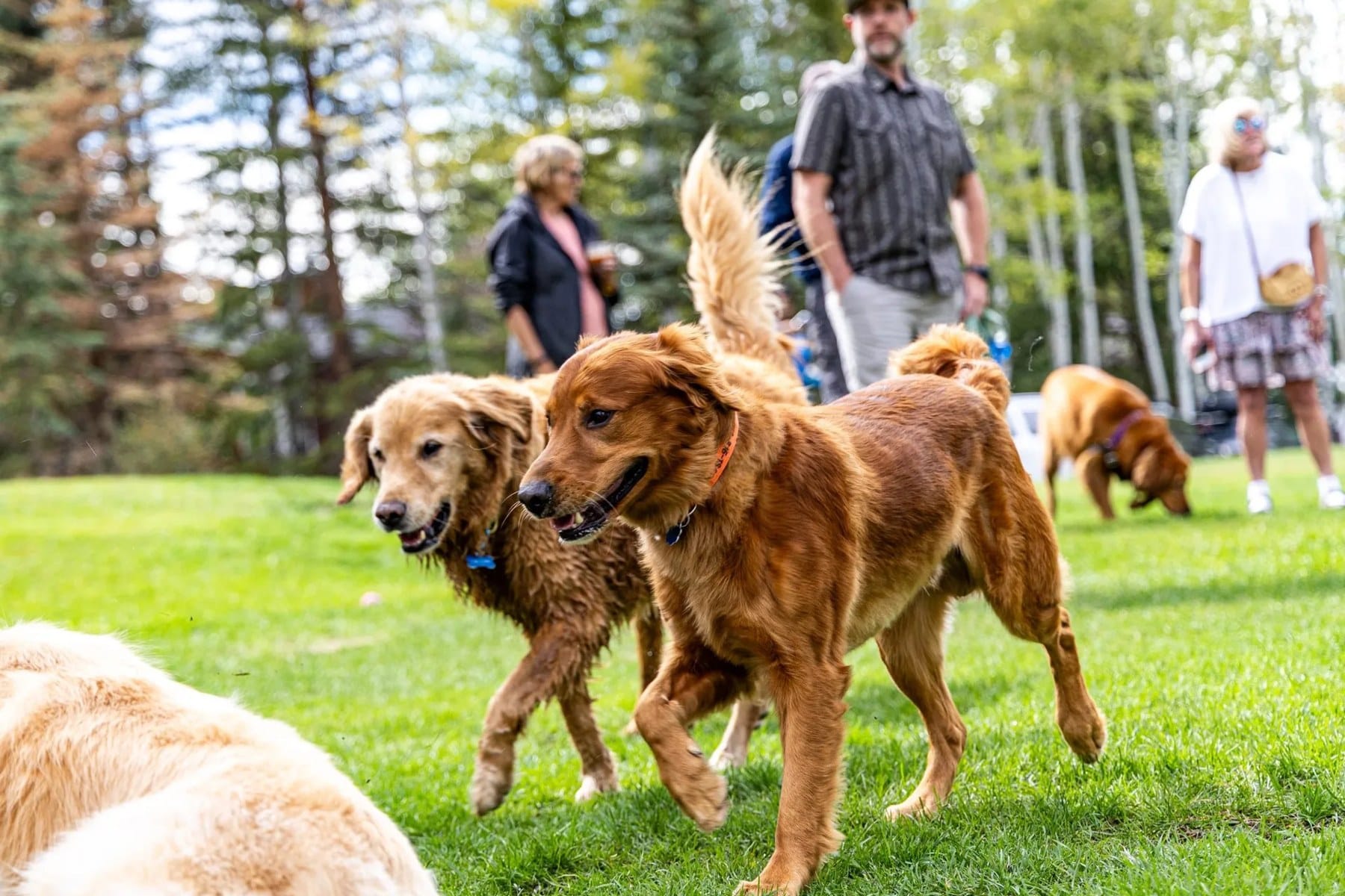 Golden retrievers walk across the lawn at Yappy Hour with their owners behind them