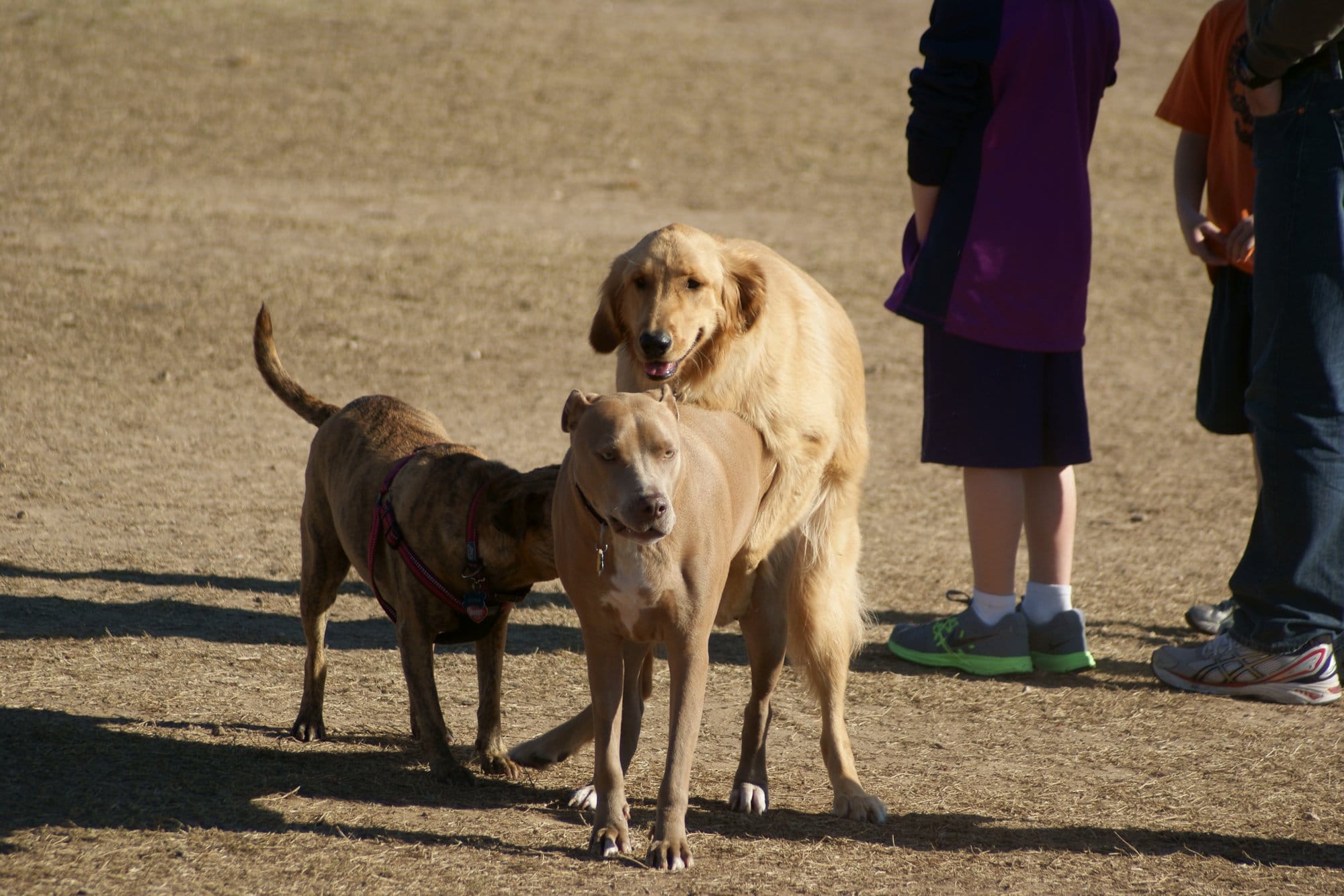 A golden retriever and two other dogs meeting on open grass beside their people