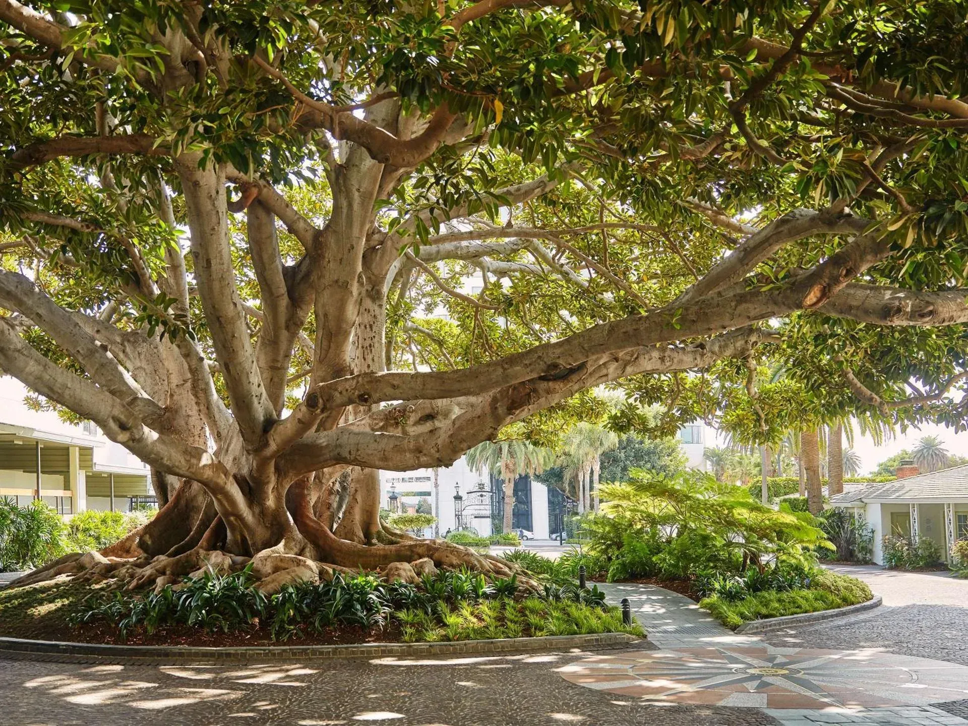 The Moreton Bay fig tree at the Fairmont Miramar Hotel & Bungalows, Santa Monica