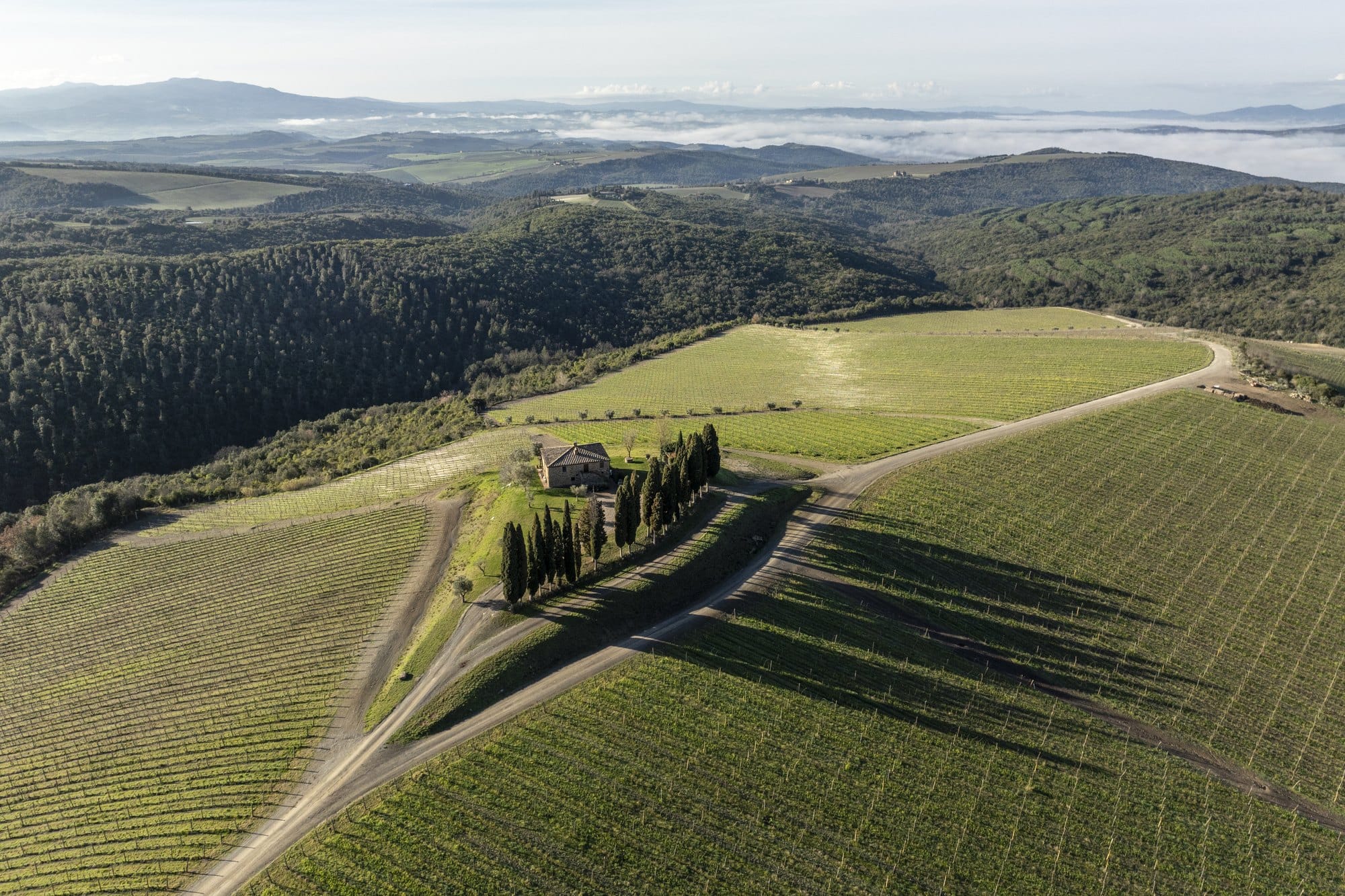Vineyards and a farmhouse among cypresses on the Castiglion del Bosco estate