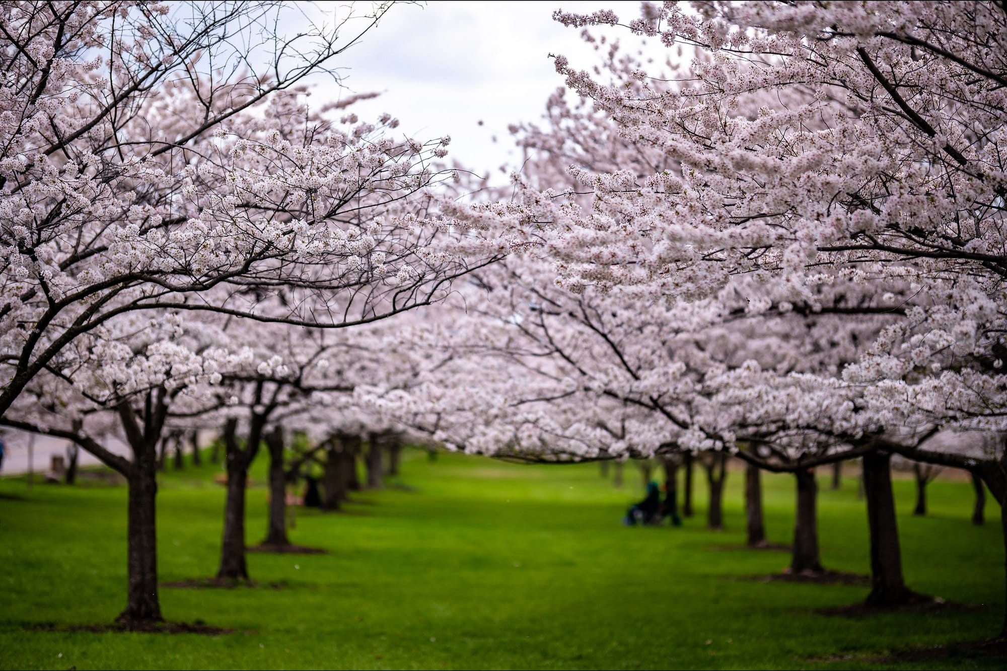 Rows of cherry trees in blossom over green lawns in Brookside Reservation