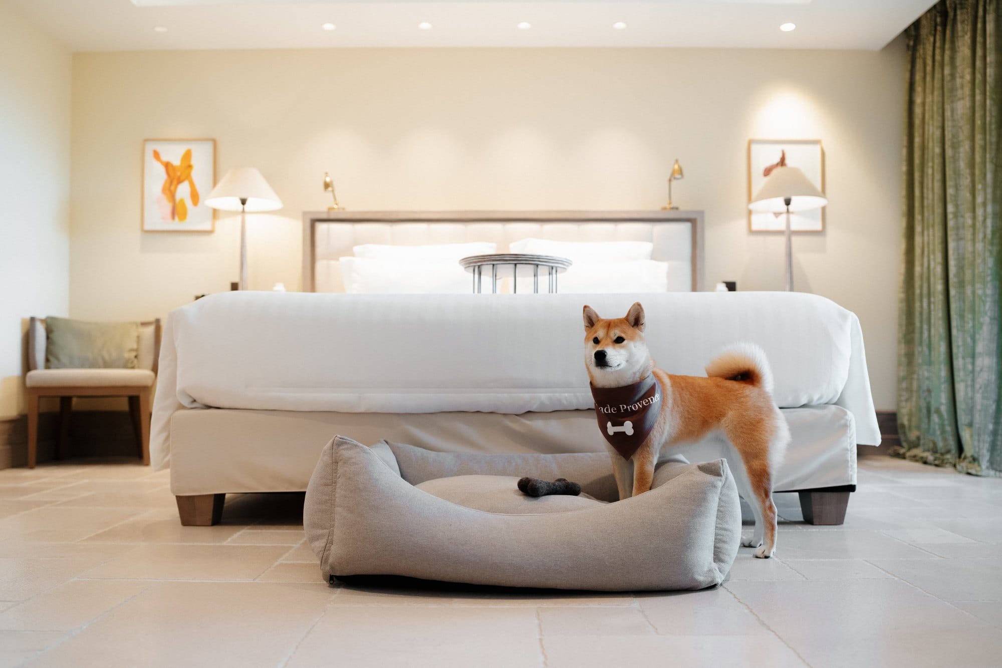 A Shiba Inu stands by its own dog bed in a guestroom at Coquillade Provence