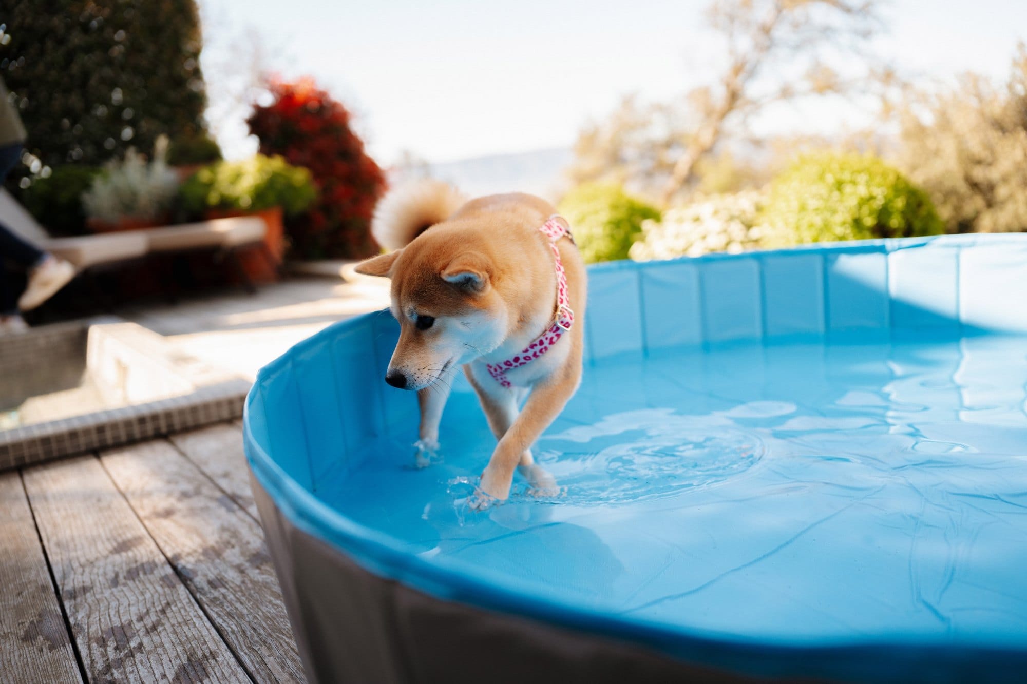 A Shiba Inu steps into a dog pool on a suite terrace at Coquillade Provence