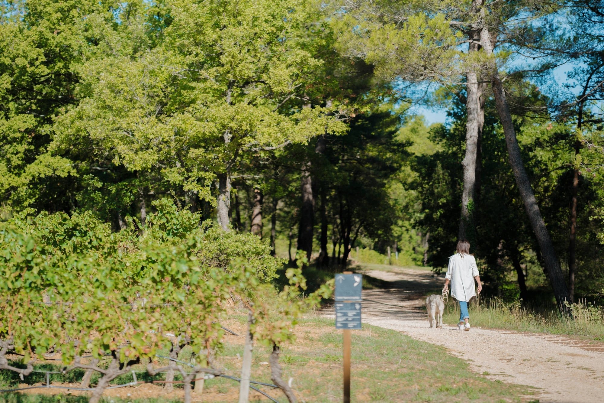 A guest and a dog walk a forest track through pine and oak on the Coquillade estate