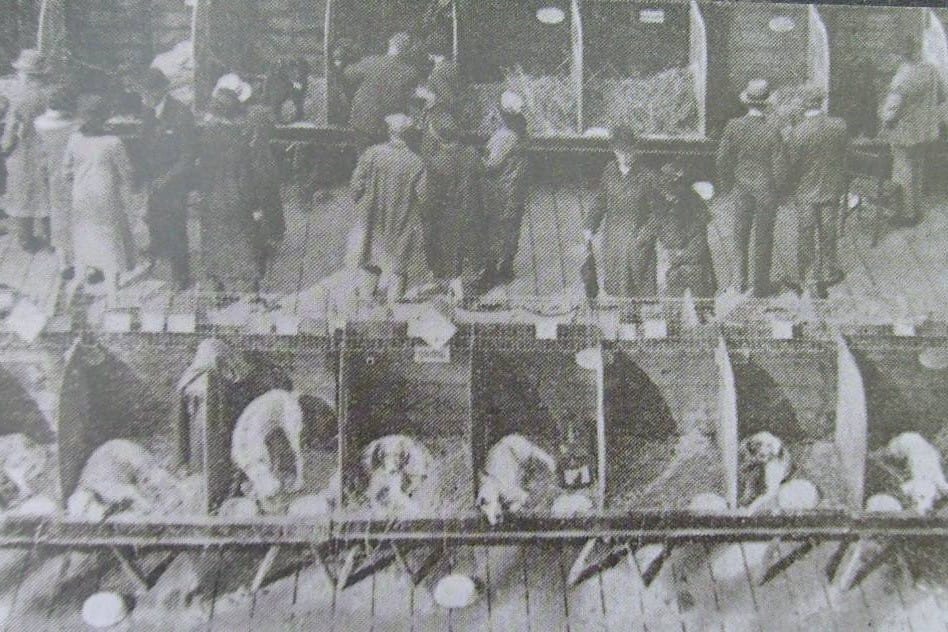 Visitors in hats and long coats walking past rows of benched dogs at the 1891 Crufts show