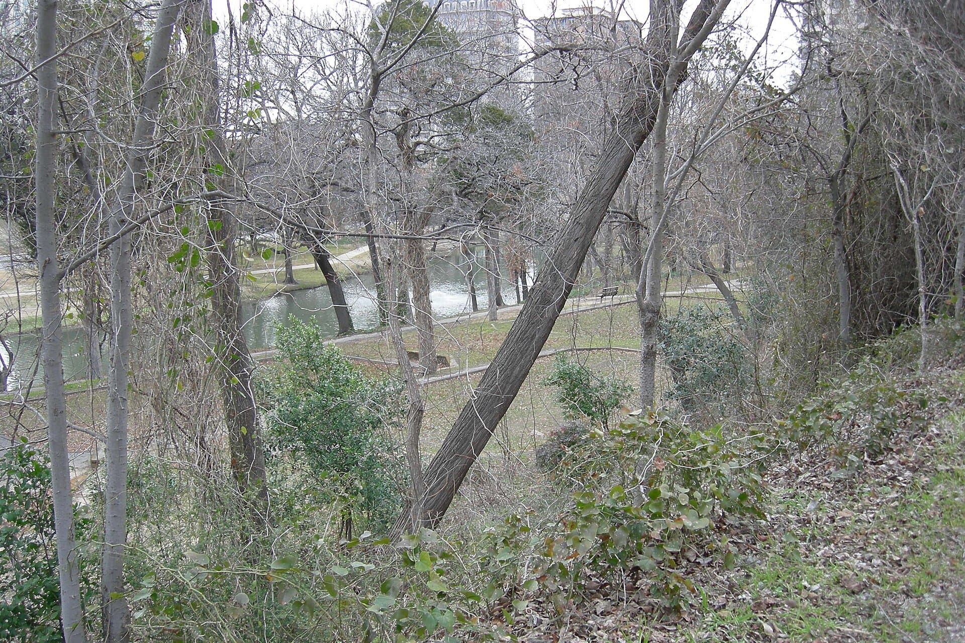 Looking down through winter trees from the Katy Trail to the paths and pond of Turtle Creek park