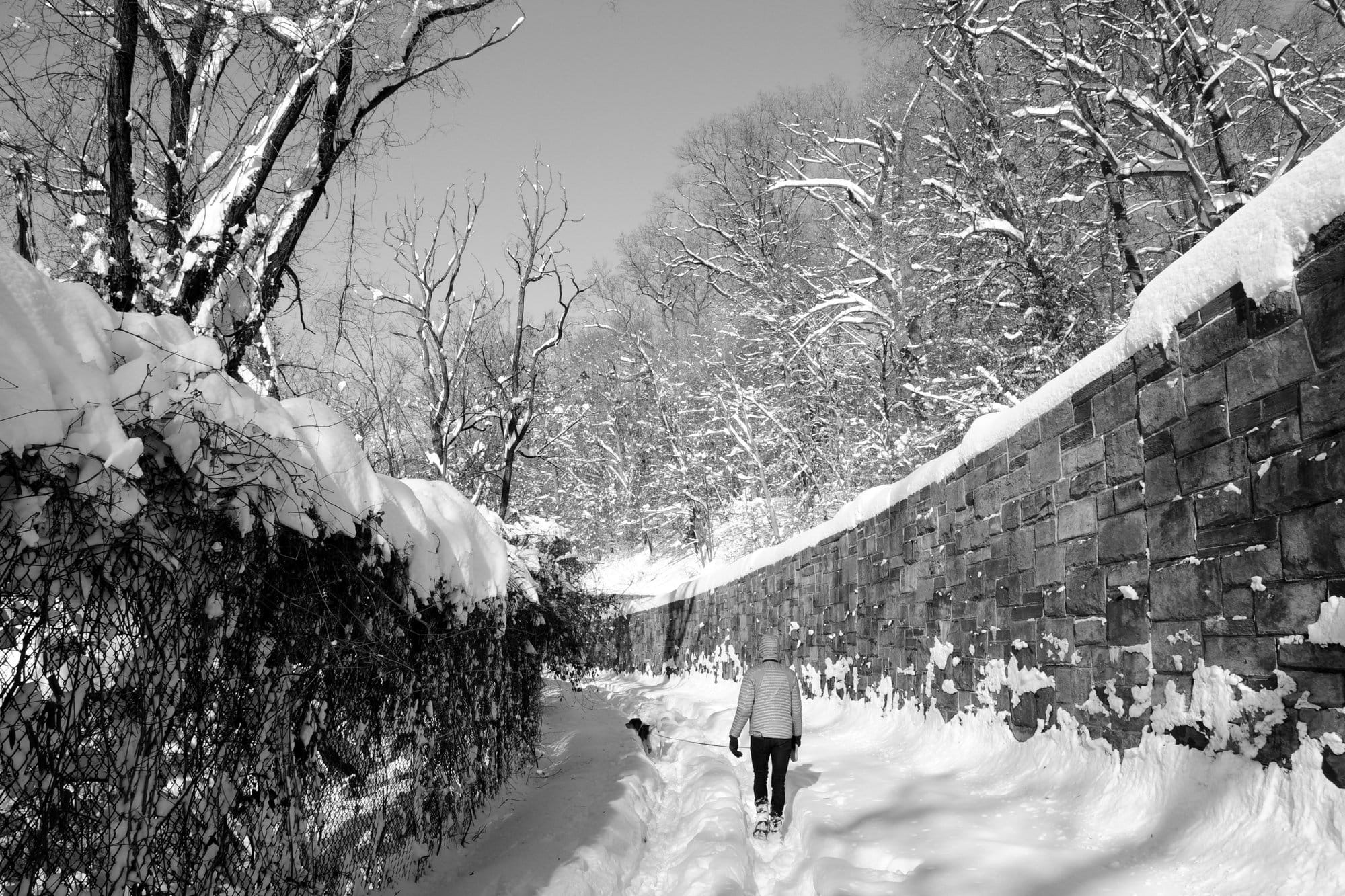 A walker and a dog on a snowy path beside a stone wall in Rock Creek Park, Washington