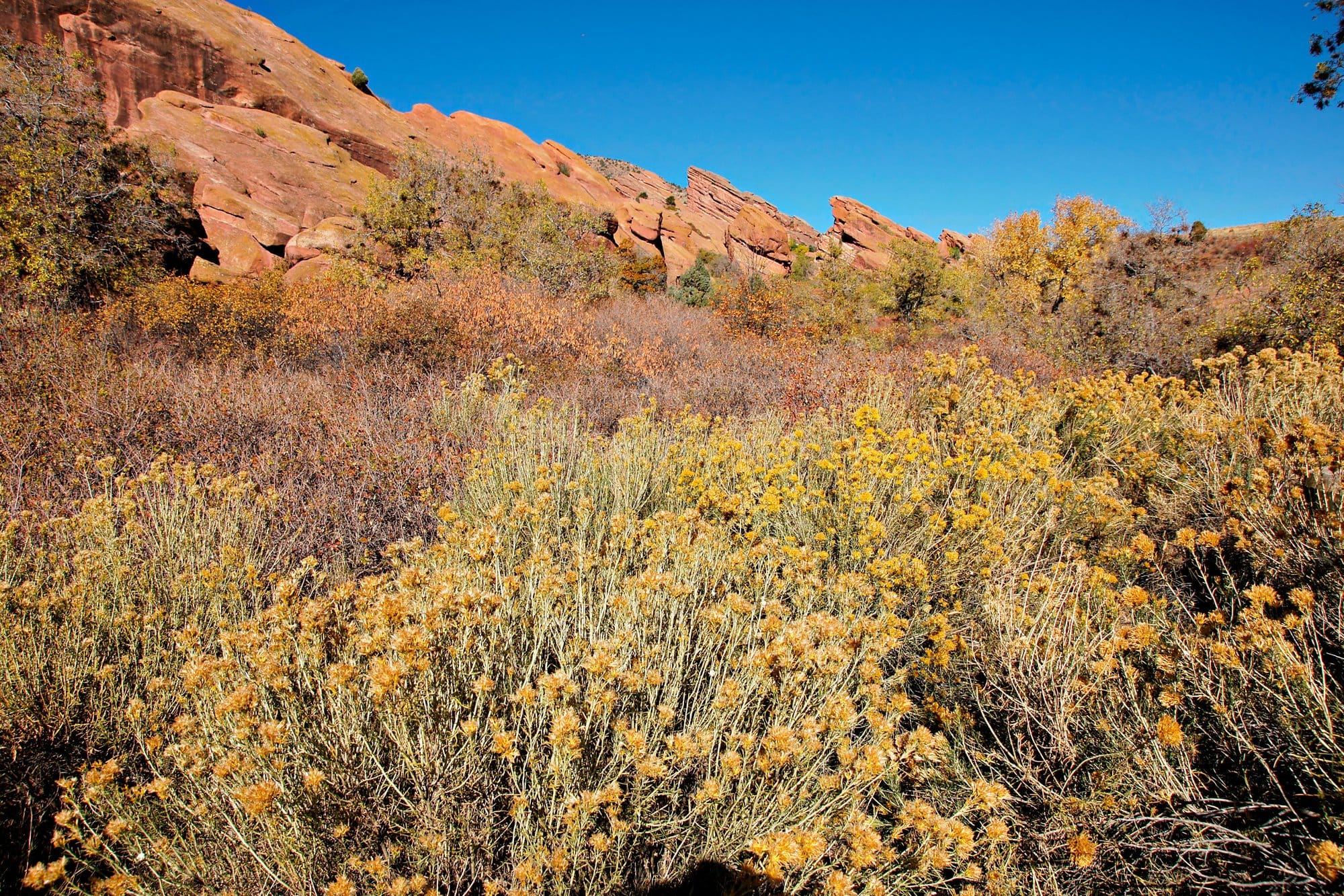 Red sandstone ridges above autumn scrub in Red Rocks Park, Colorado