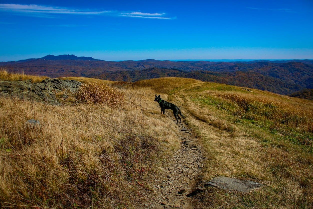 A black dog standing on a narrow stony path across a grassy mountain ridge under a clear blue sky