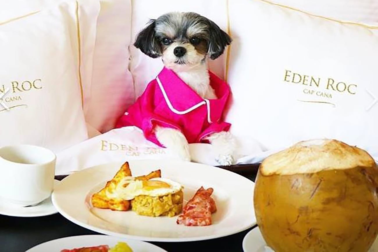 A small black and white dog in pink pyjamas sits up in an Eden Roc bed behind a breakfast plate and a fresh coconut
