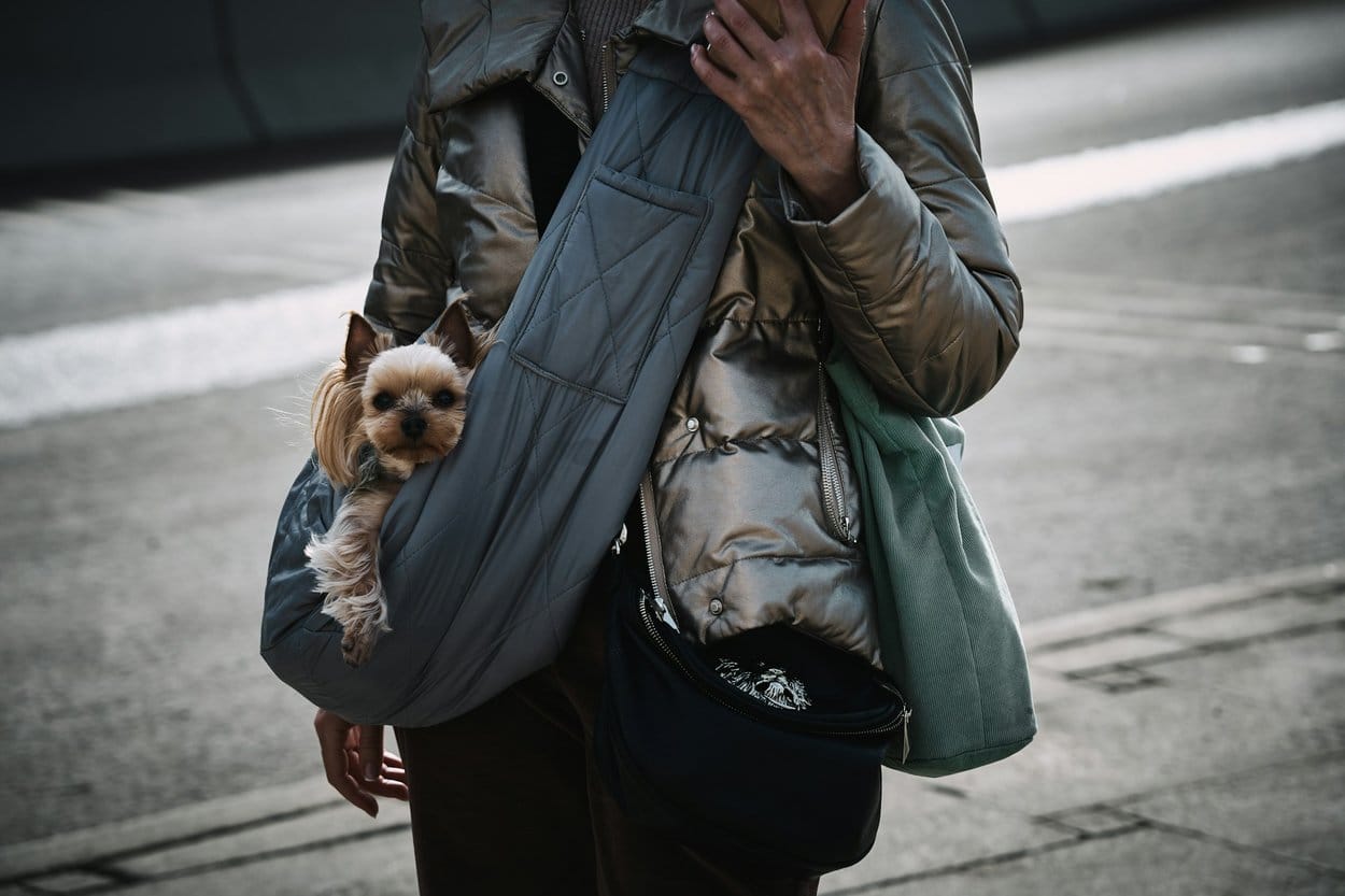 A Yorkshire terrier looking out of a quilted carry sling on a city street
