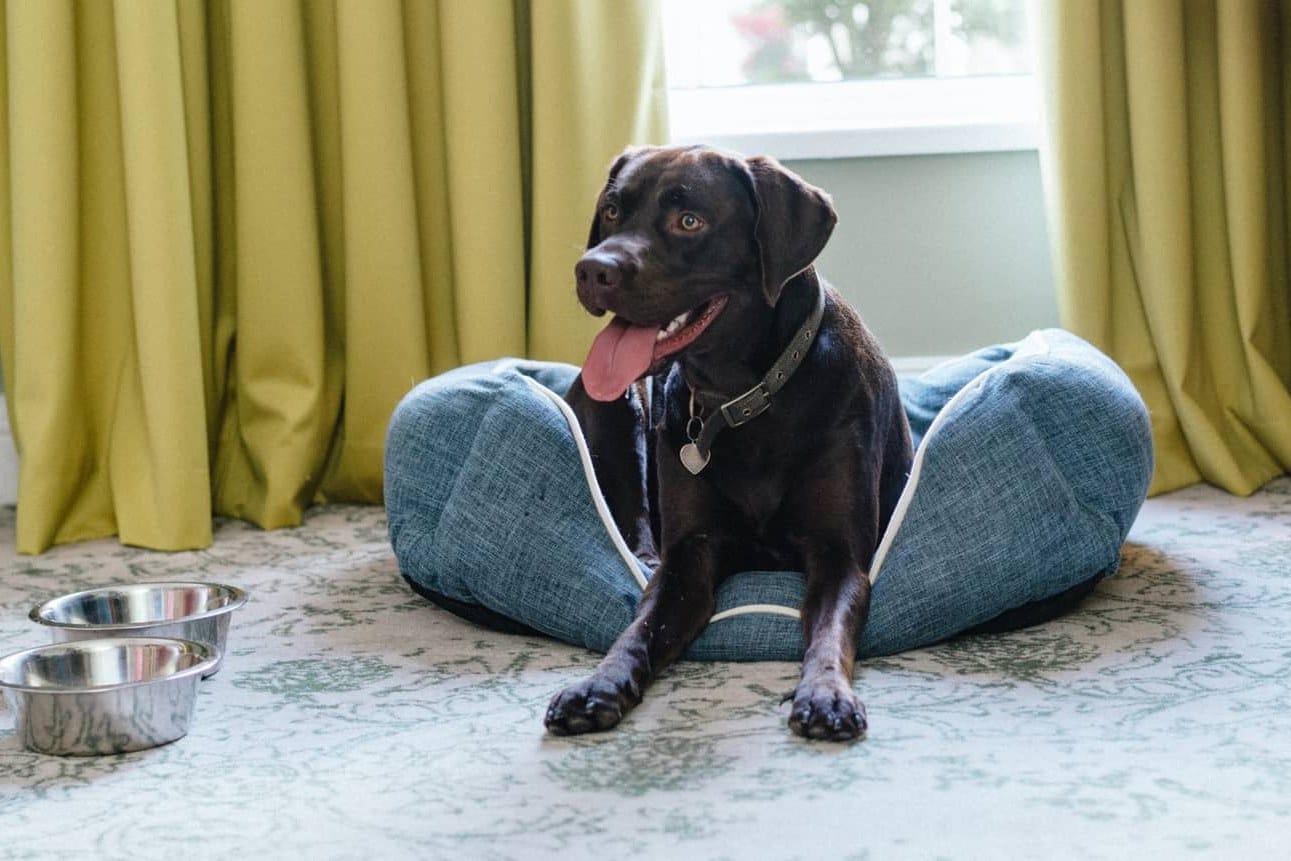 A chocolate Labrador lies on a blue dog bed beside two steel bowls in a guest room at Four Seasons Hotel Hampshire
