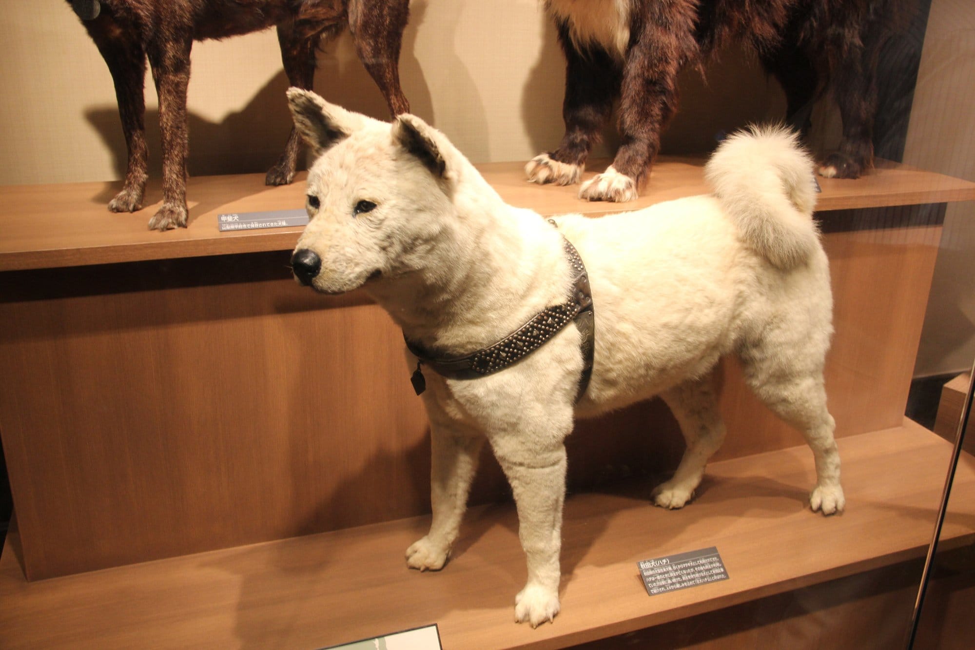 The mounted body of Hachiko, a cream coloured Akita in a studded leather harness, in a museum case