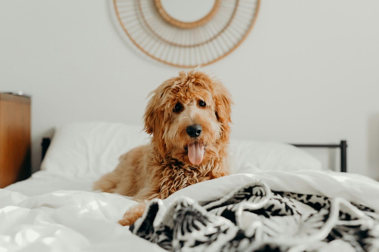 A goldendoodle sitting on a white hotel bed