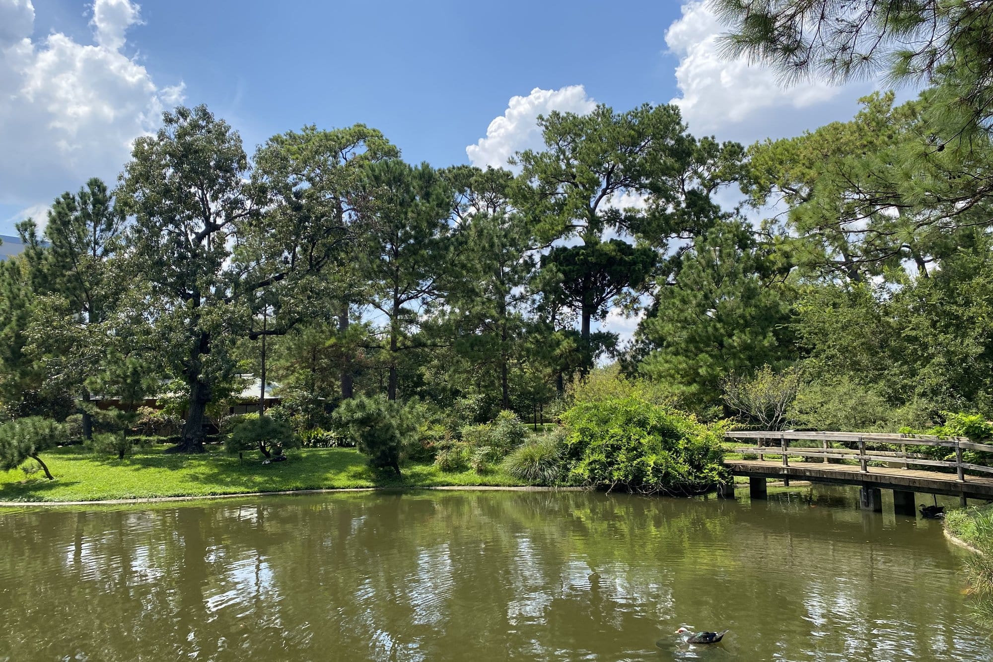 Tall pines and a wooden footbridge beside the pond in Hermann Park, Houston